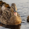 Lining Up Your Ducks: Best Practices for Working with Executive Search Professionals